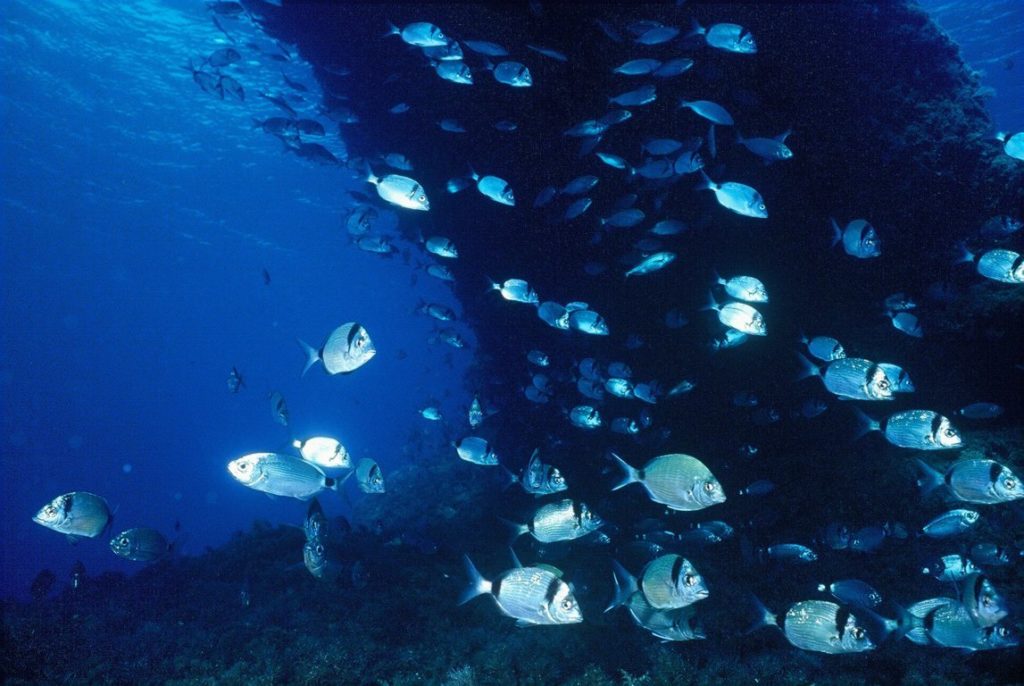 Buceadores explorando las aguas de Formentera
