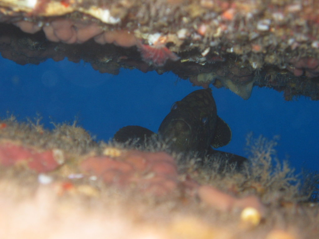 Buceo